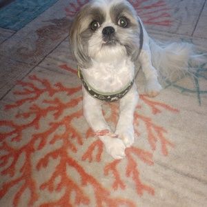 Meet your Posher, Dianna